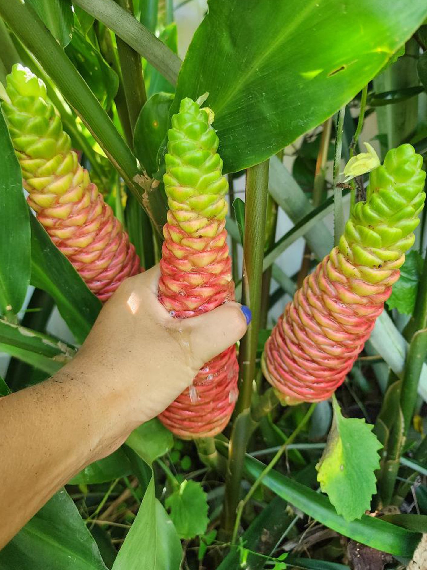 Shampoo Ginger Sprouted LIVE Plant - 4 inch pot