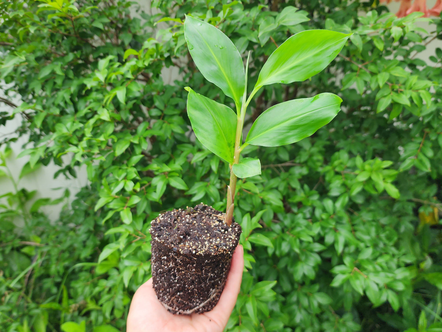 Shampoo Ginger Sprouted LIVE Plant - 4 inch pot