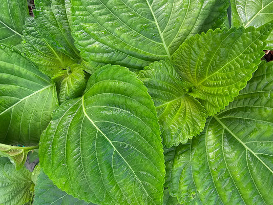 Shiso Perilla Leafy Greens Seeds