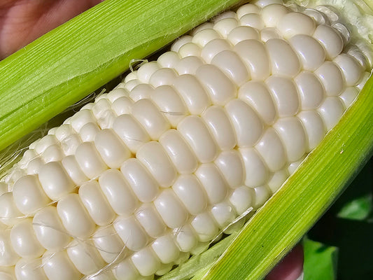 Silver King Hybrid Sweet Corn