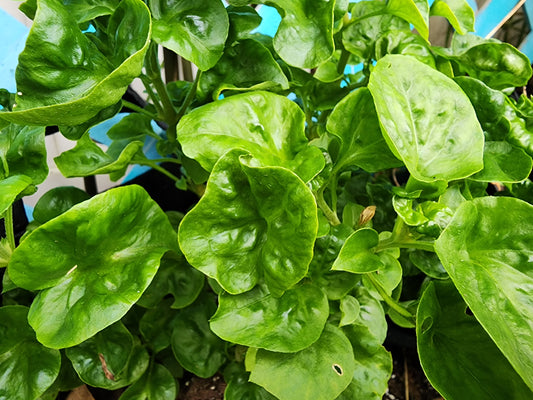 Sissoo Spinach aka Brazillian Spinach LIVE PLANT