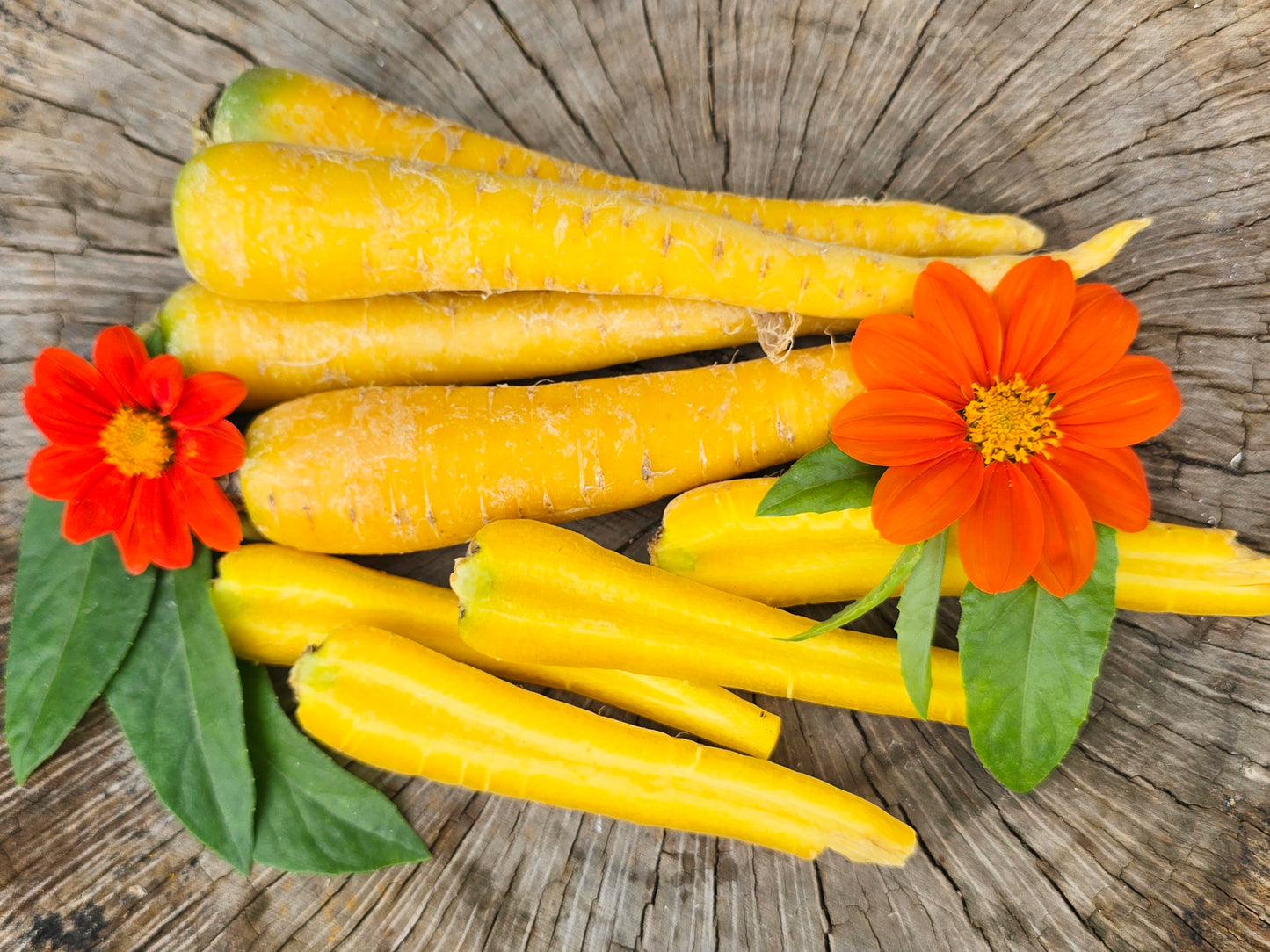 Solar Yellow Carrot Seeds