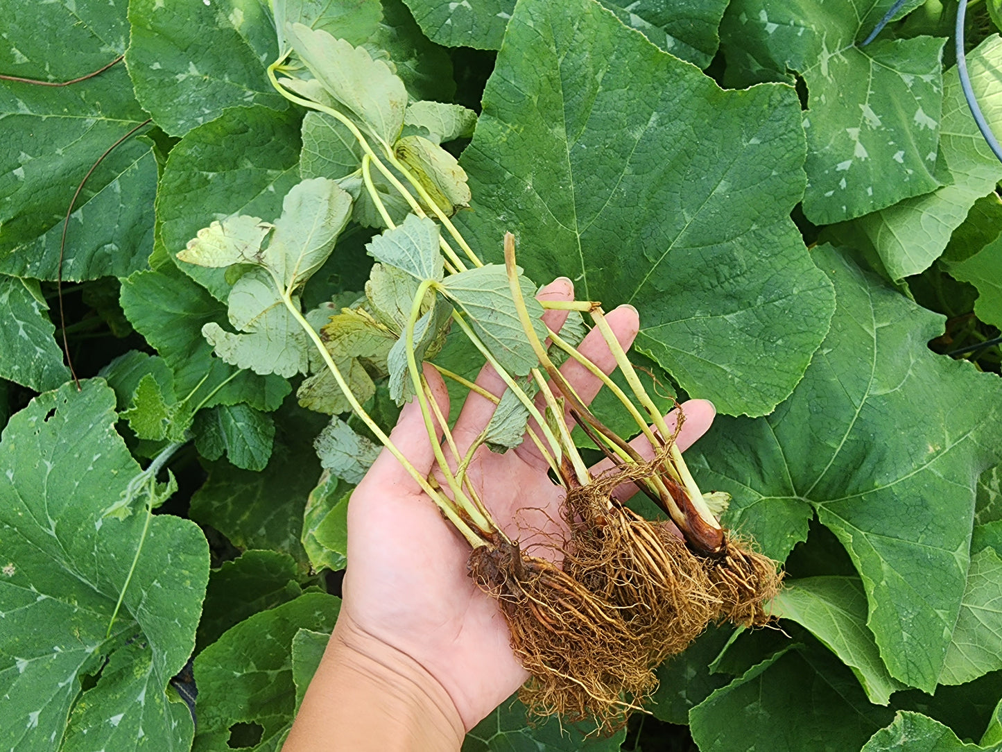 Fresh Strawberry Bare Roots - Sensation Strawberry Bundle of 25 Bare Roots