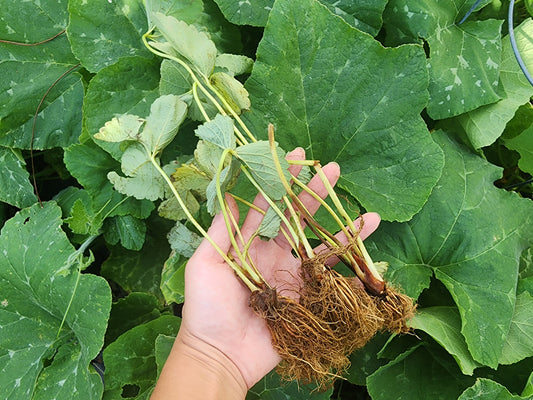 Fresh Strawberry Bare Roots - Sensation Strawberry Bundle of 25 Bare Roots