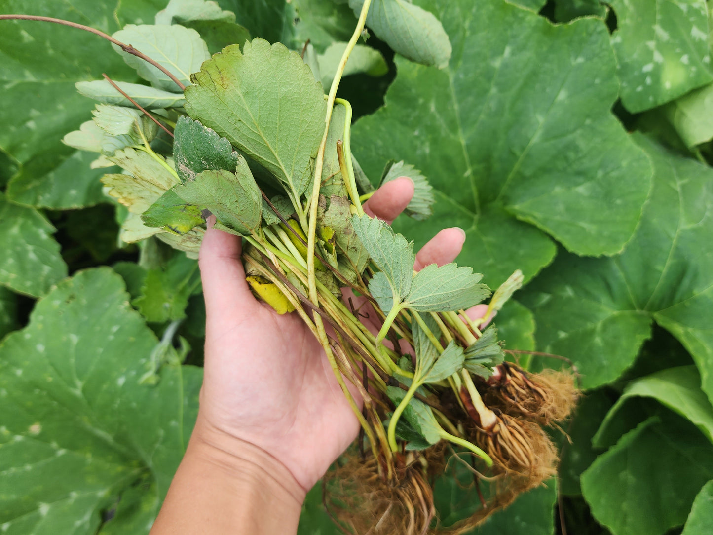 Fresh Strawberry Bare Roots - Sensation Strawberry Bundle of 25 Bare Roots