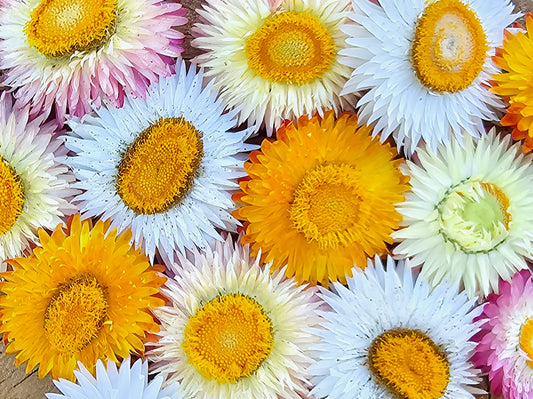 Strawflower Mixed Colors Flower Seeds