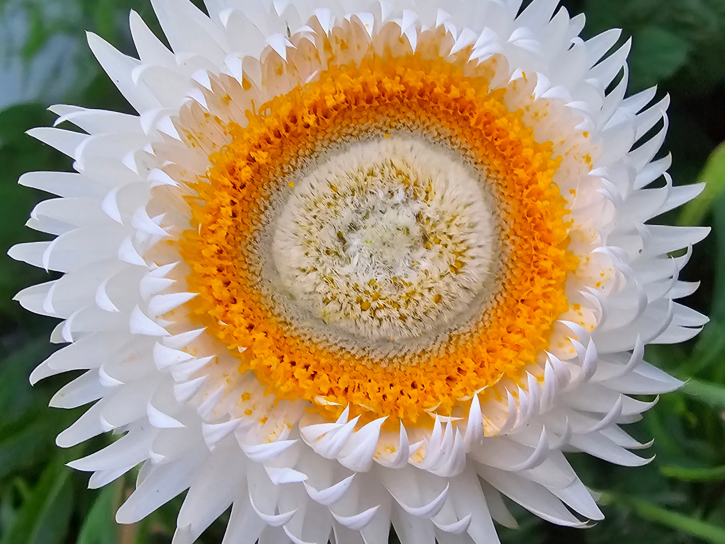 Strawflower Mixed Colors Flower Seeds