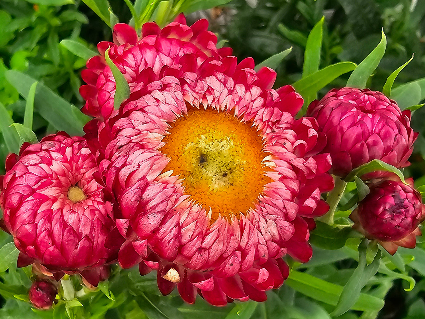 Strawflower Mixed Colors Flower Seeds