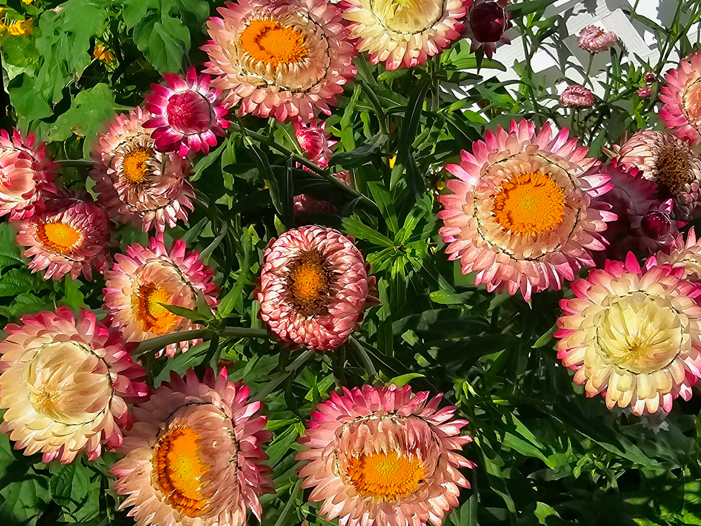 Strawflower Mixed Colors Flower Seeds