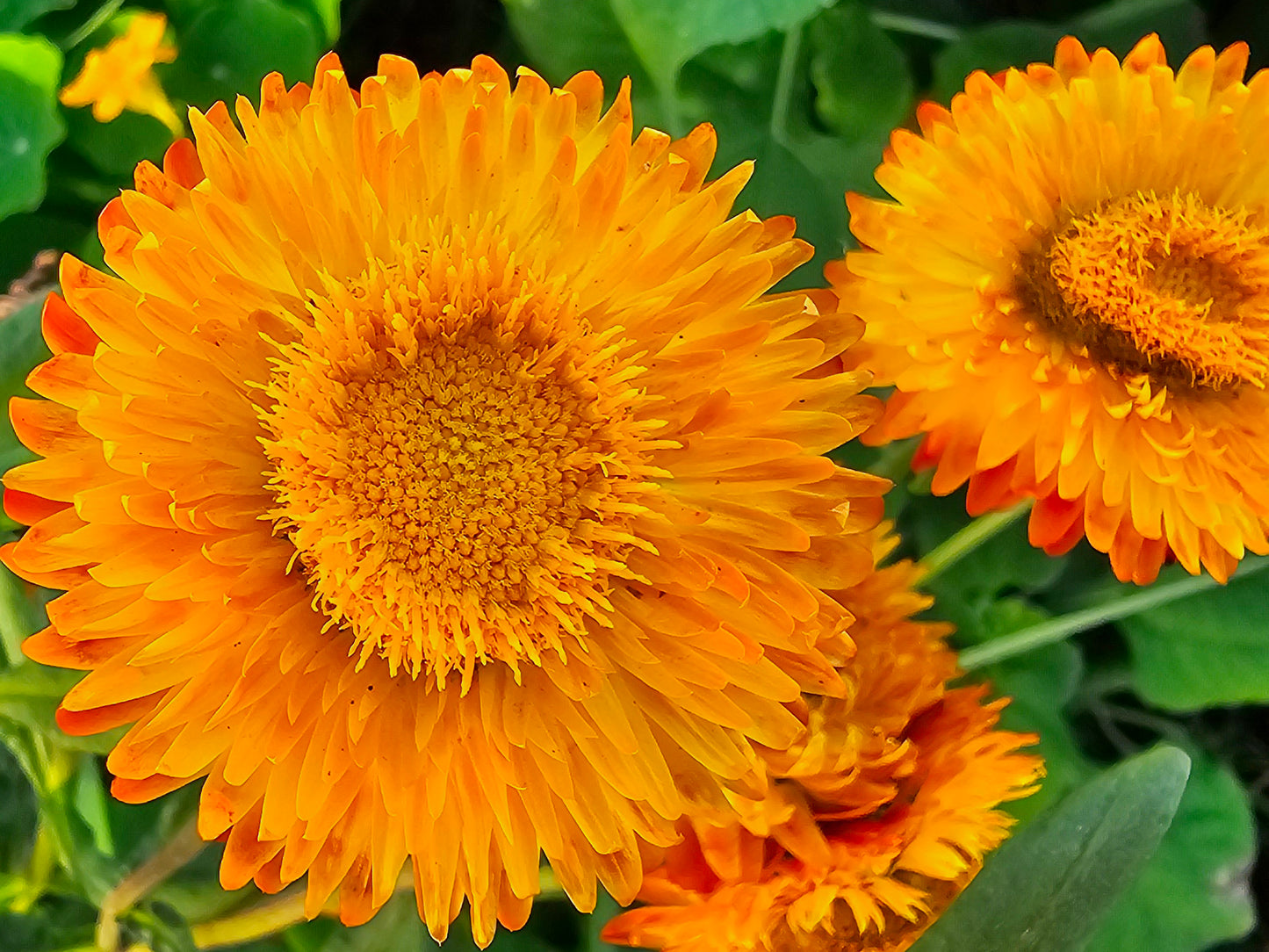 Strawflower Mixed Colors Flower Seeds