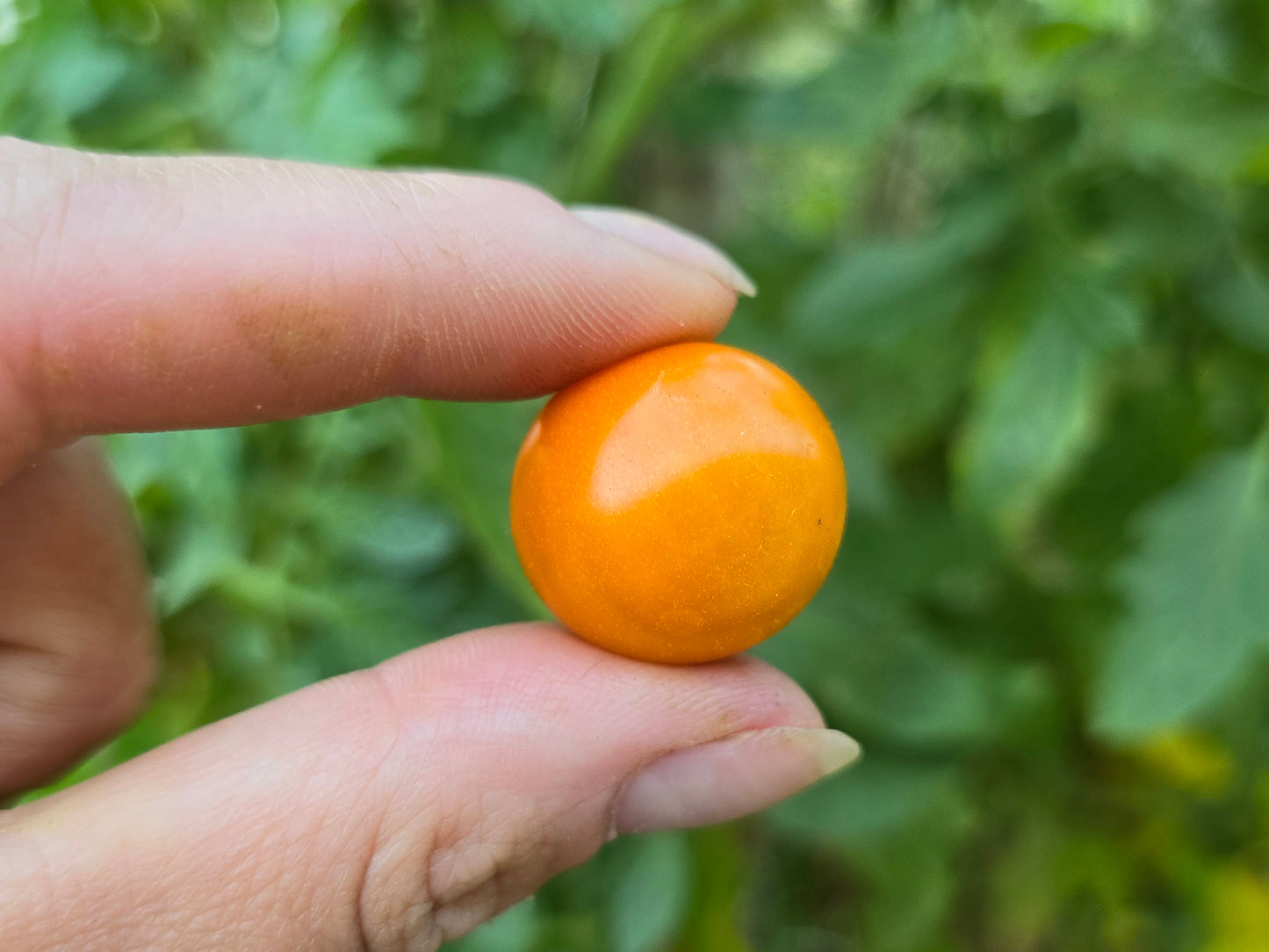 Sungold Hybrid Cherry Tomato Seeds