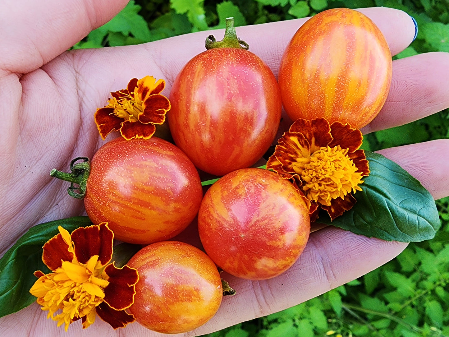 Sunrise Bumblebee Cherry Tomato Seeds