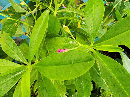 Surinam Spinach aka Waterleaf LIVE PLANT