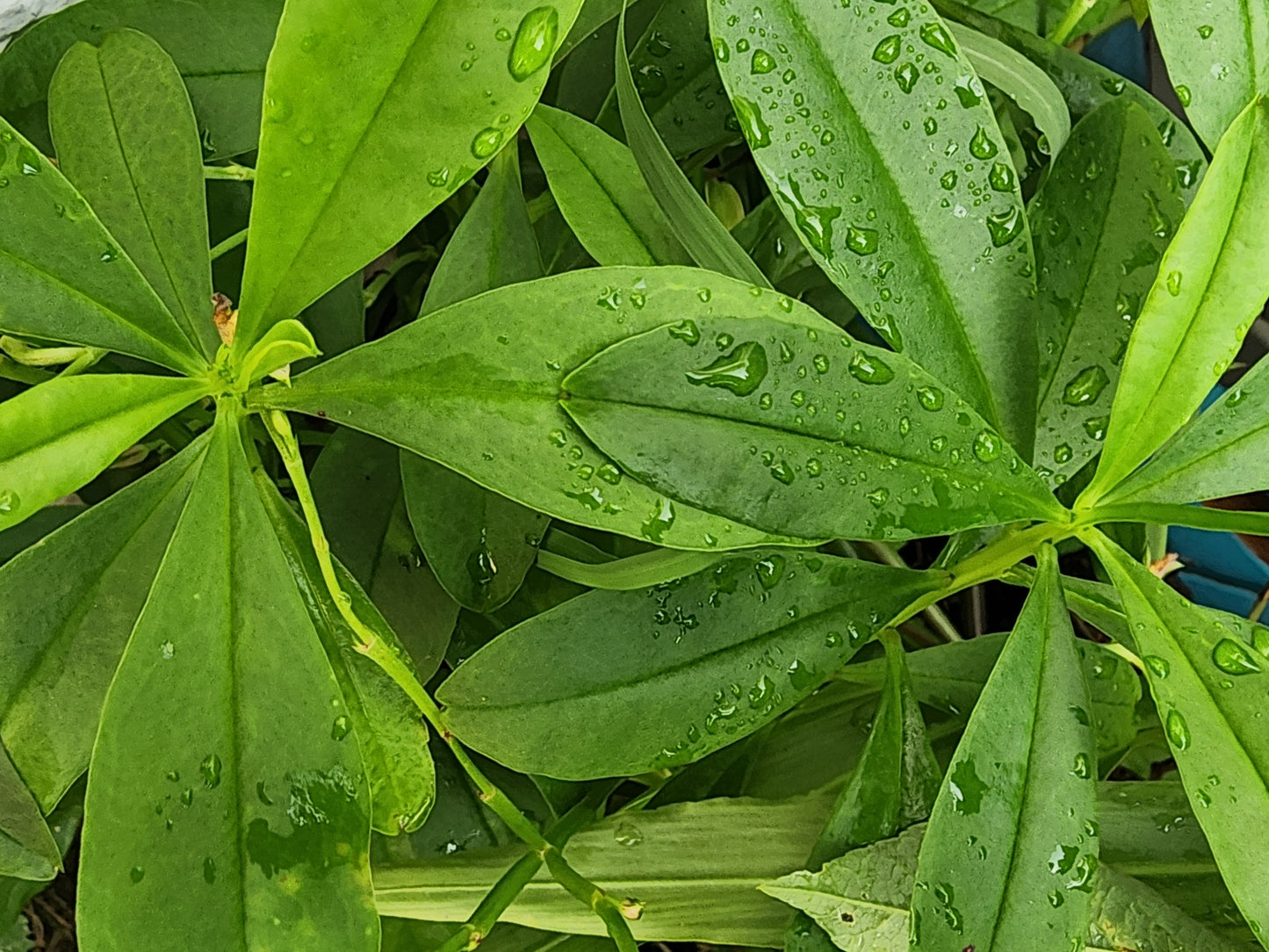 Surinam Spinach aka Waterleaf LIVE PLANT