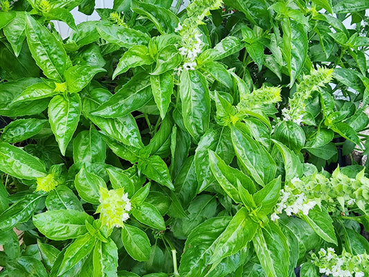 Italian Large Leaf Sweet Basil