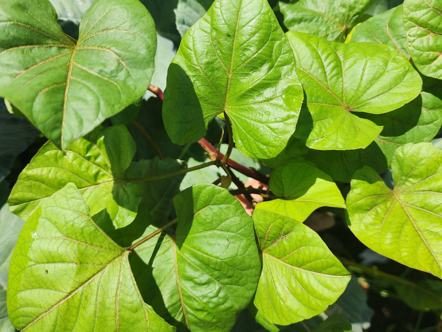 Tainung #64 Sweet Potato Slips