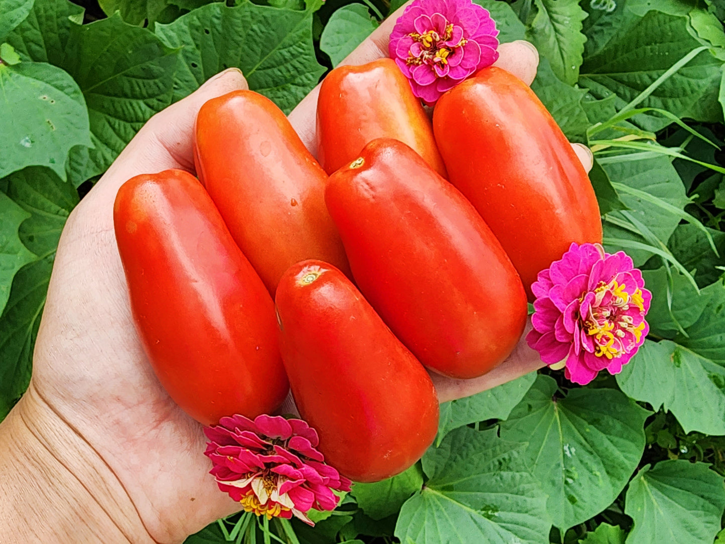 Ten Fingers Of Naples Tomato Seeds