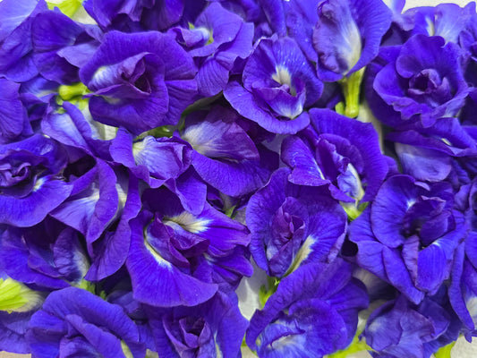 Thai Double Blue Butterfly Pea SEEDS