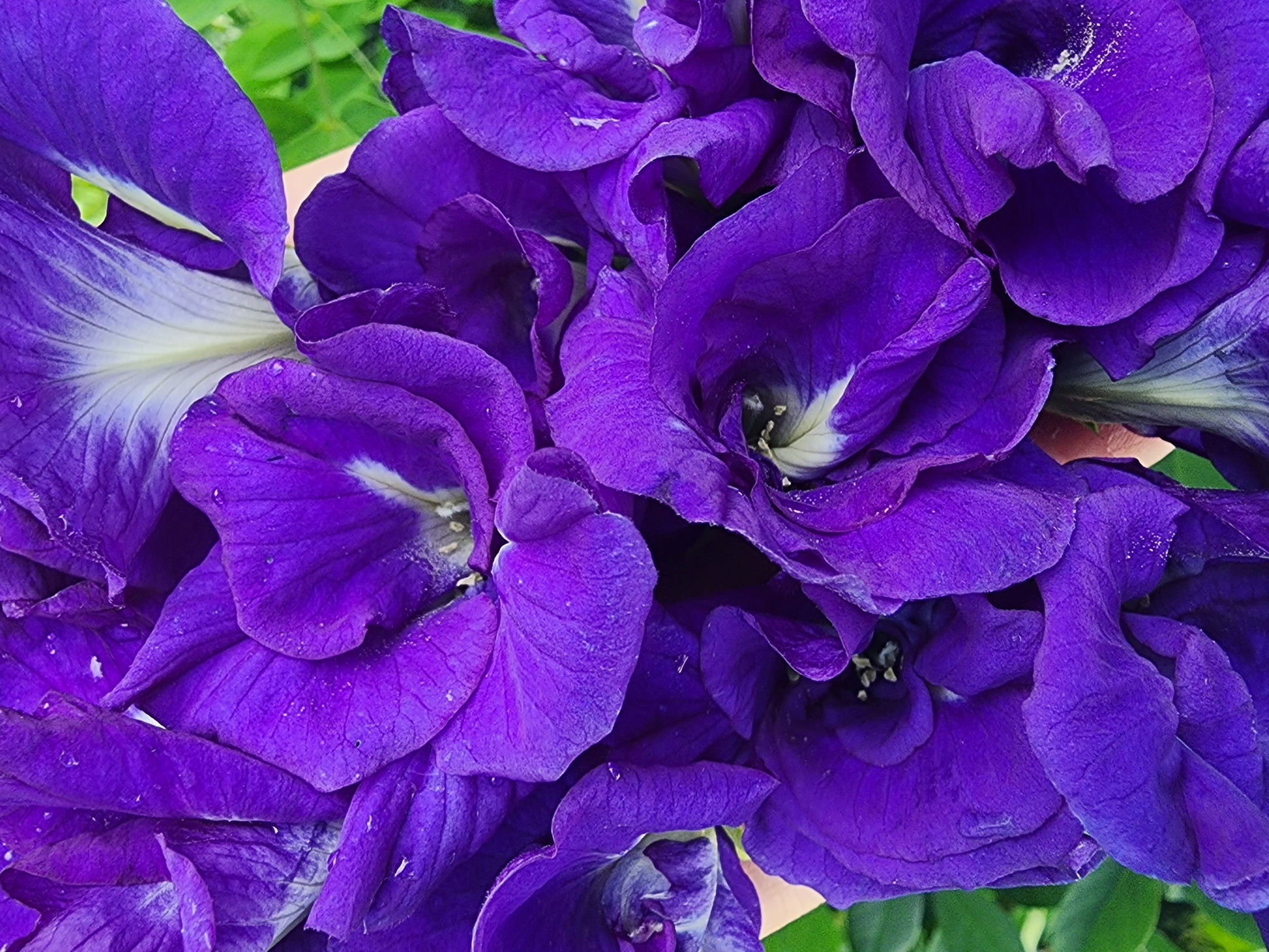 Thai Double Blue Butterfly Pea SEEDS – Jerra's Garden