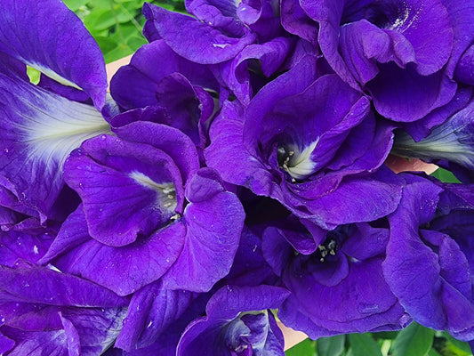 Thai Double Blue Butterfly Pea SEEDS