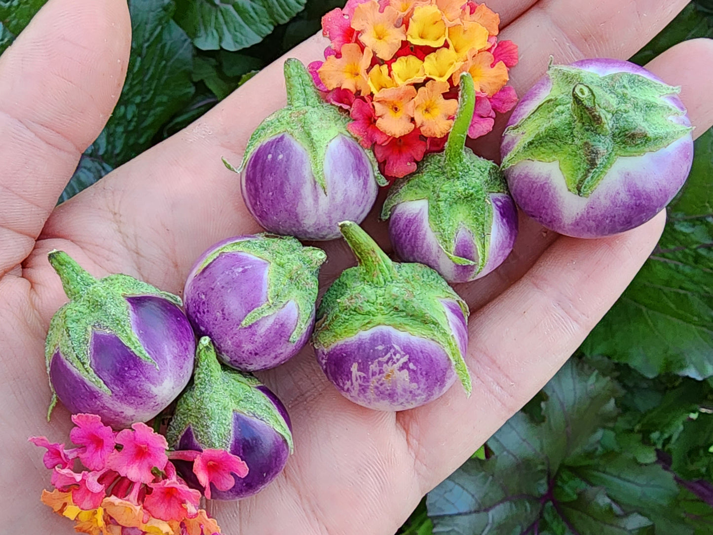 Thai Lavender Frog Miniature Eggplant