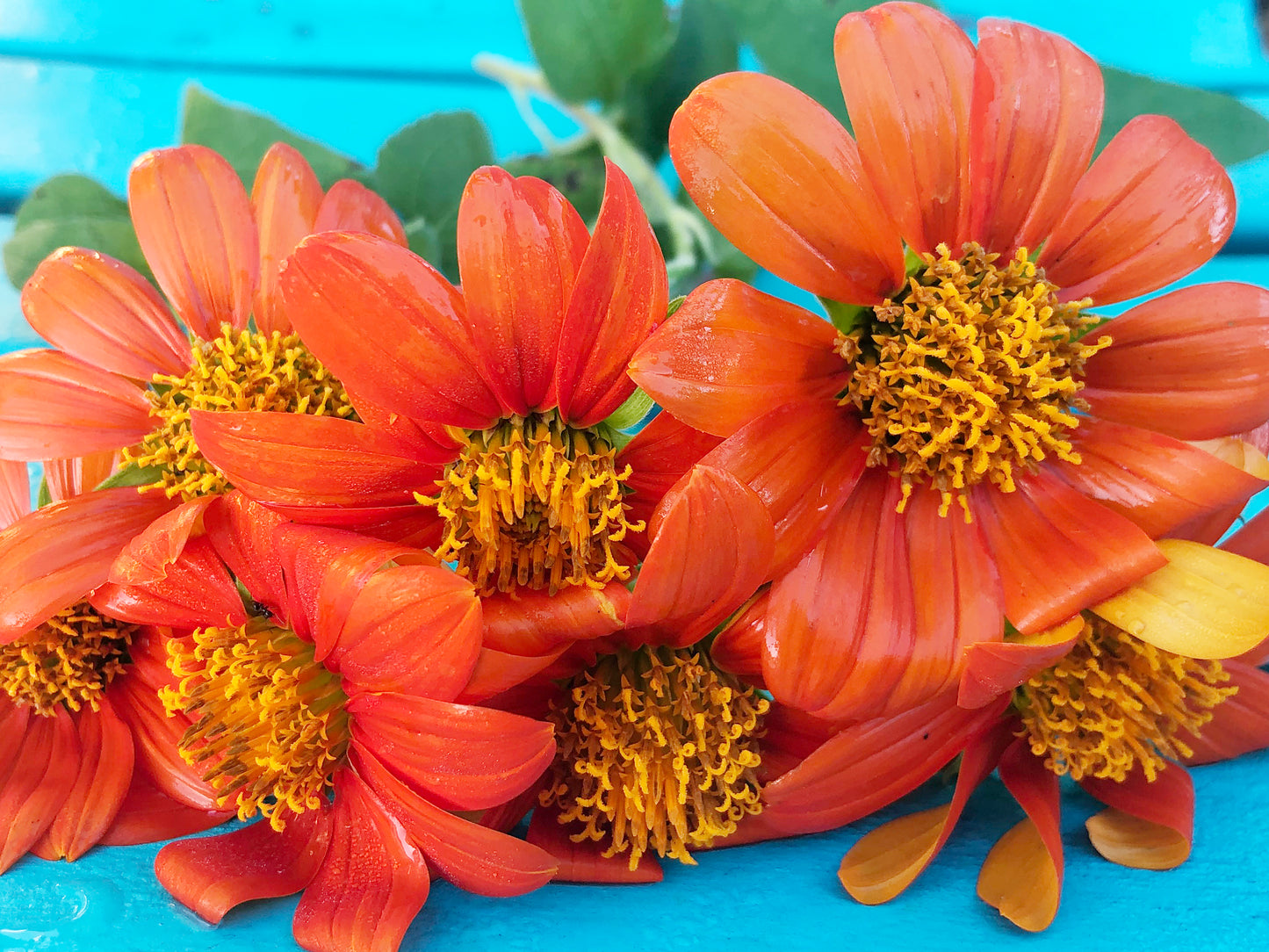 Tithonia Orange Torch Mexican Sunflower
