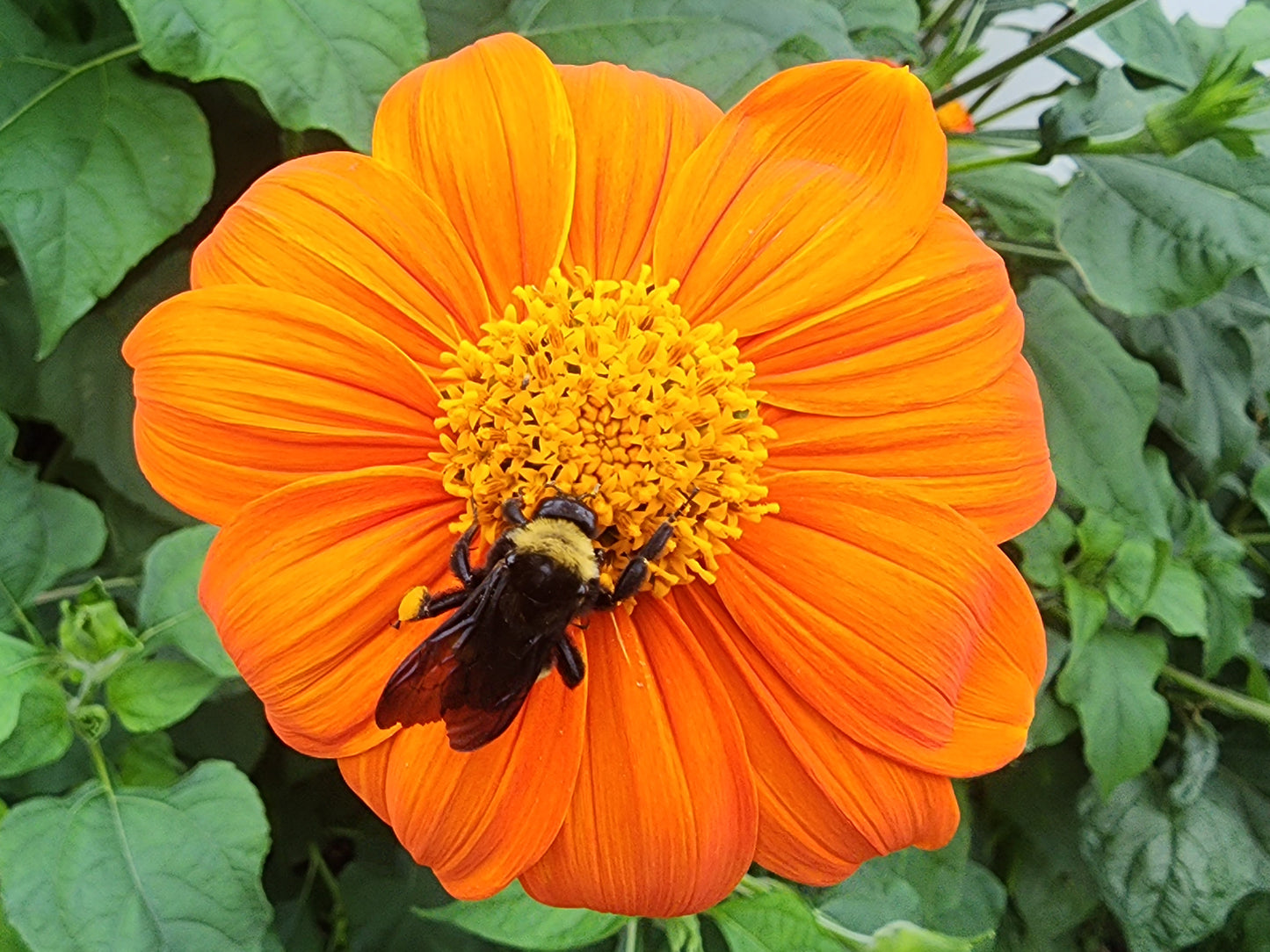 Dwarf Mexican Sunflower Seeds aka Tithonia