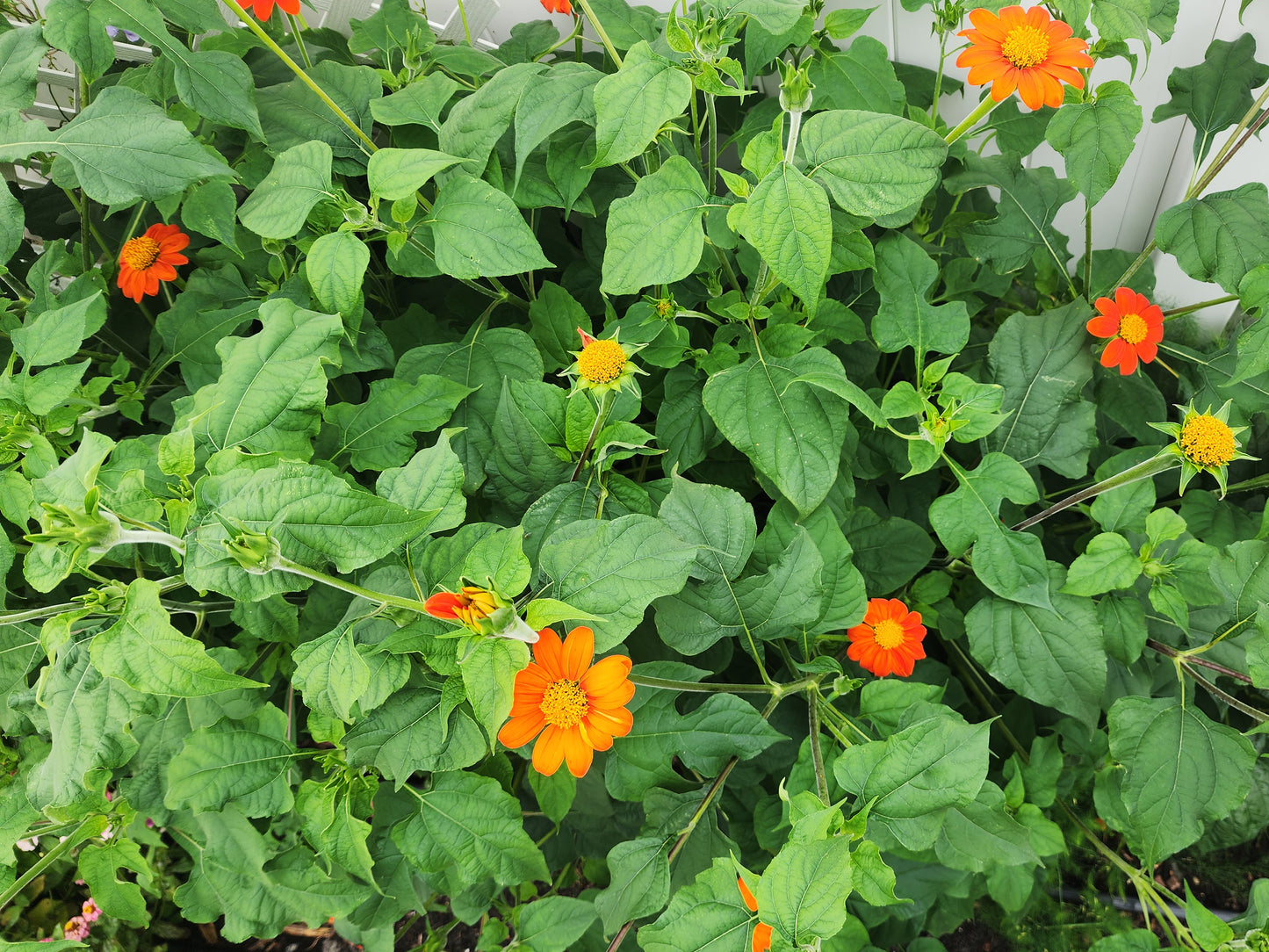 Dwarf Mexican Sunflower Seeds aka Tithonia