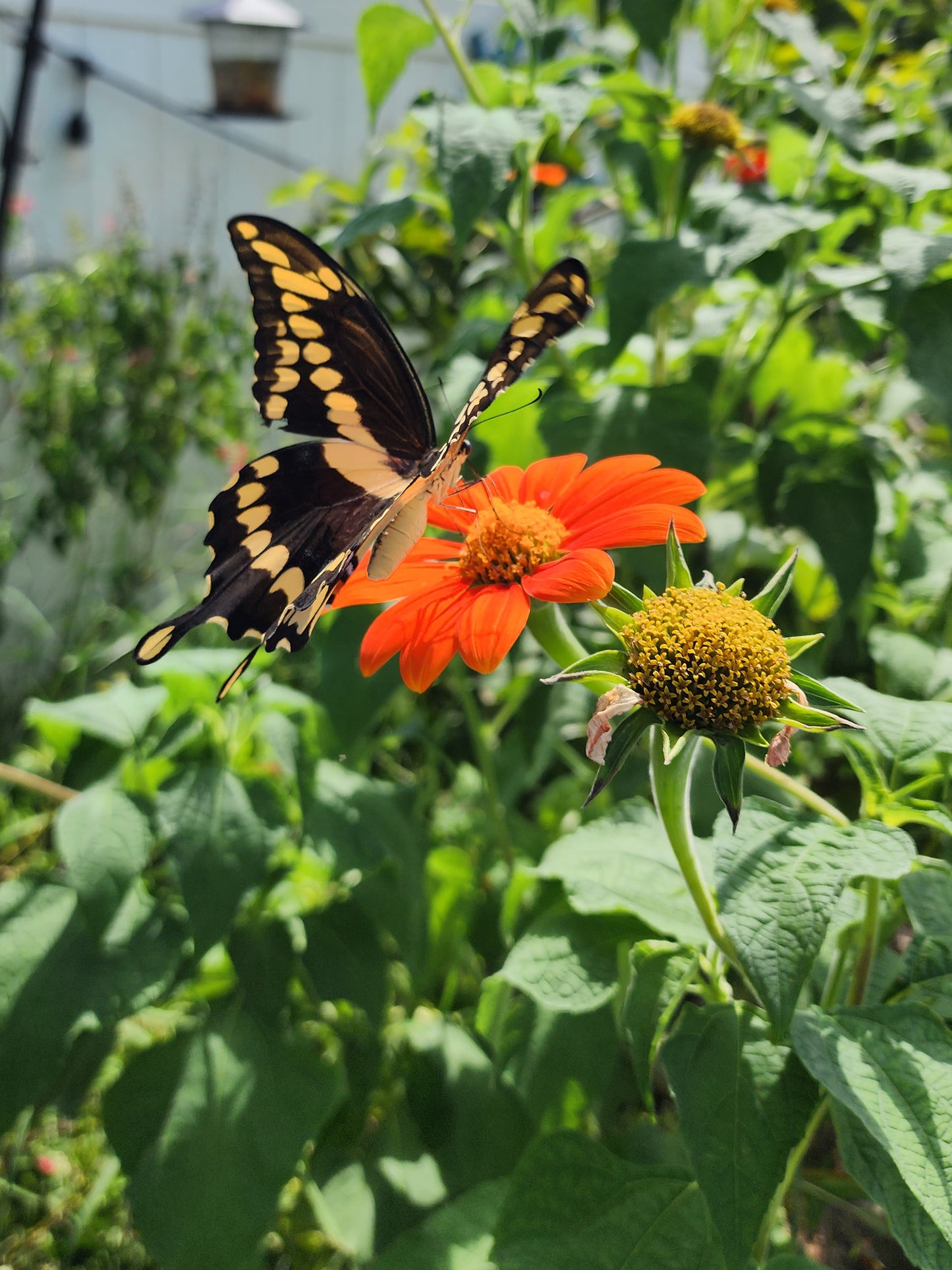 Dwarf Mexican Sunflower Seeds aka Tithonia