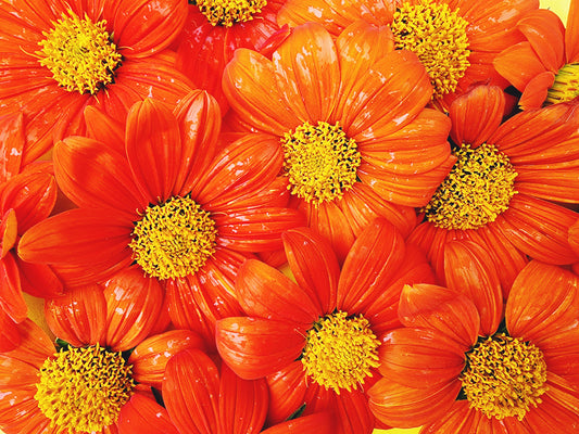 Dwarf Mexican Sunflower Seeds aka Tithonia