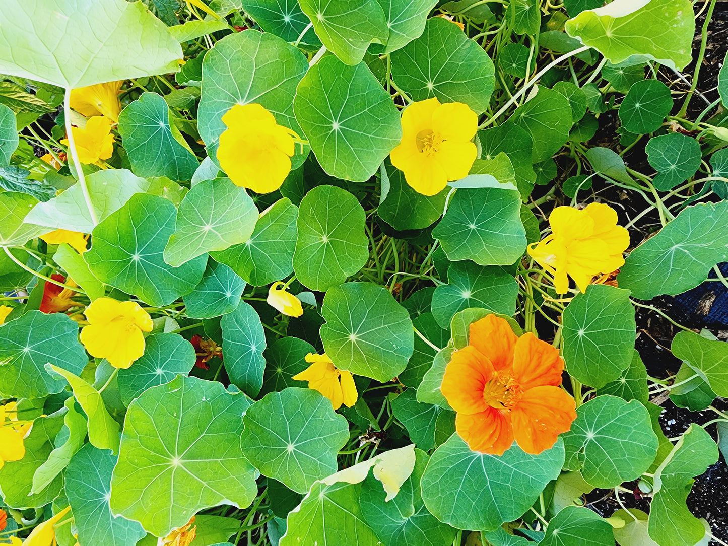 Tom Thumb Dwarf Mix Nasturtiums