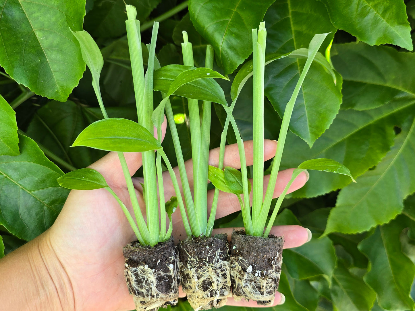 Orange Turmeric - SMALL Starter/Sprouted LIVE Plant