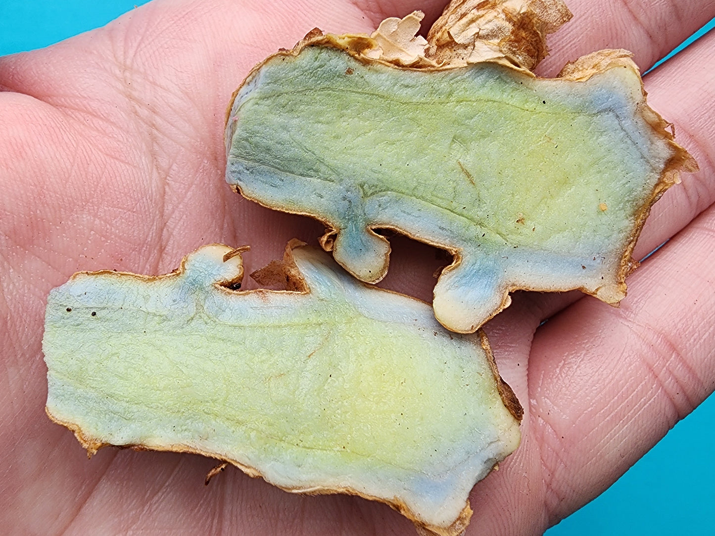 RARE Blue Turmeric - Starter/Sprouted LIVE Plant