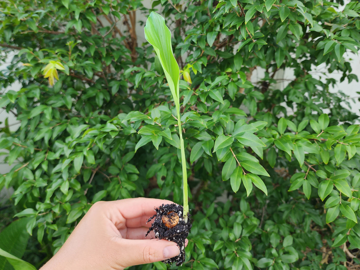 Orange Turmeric - SMALL Starter/Sprouted LIVE Plant