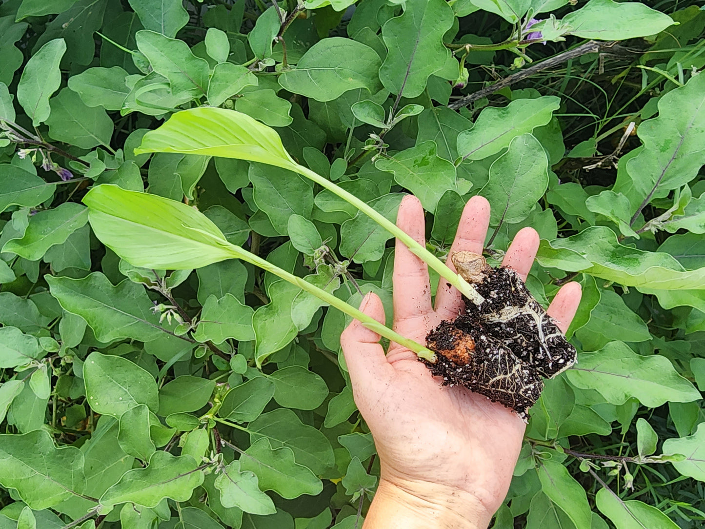 Orange Turmeric - SMALL Starter/Sprouted LIVE Plant