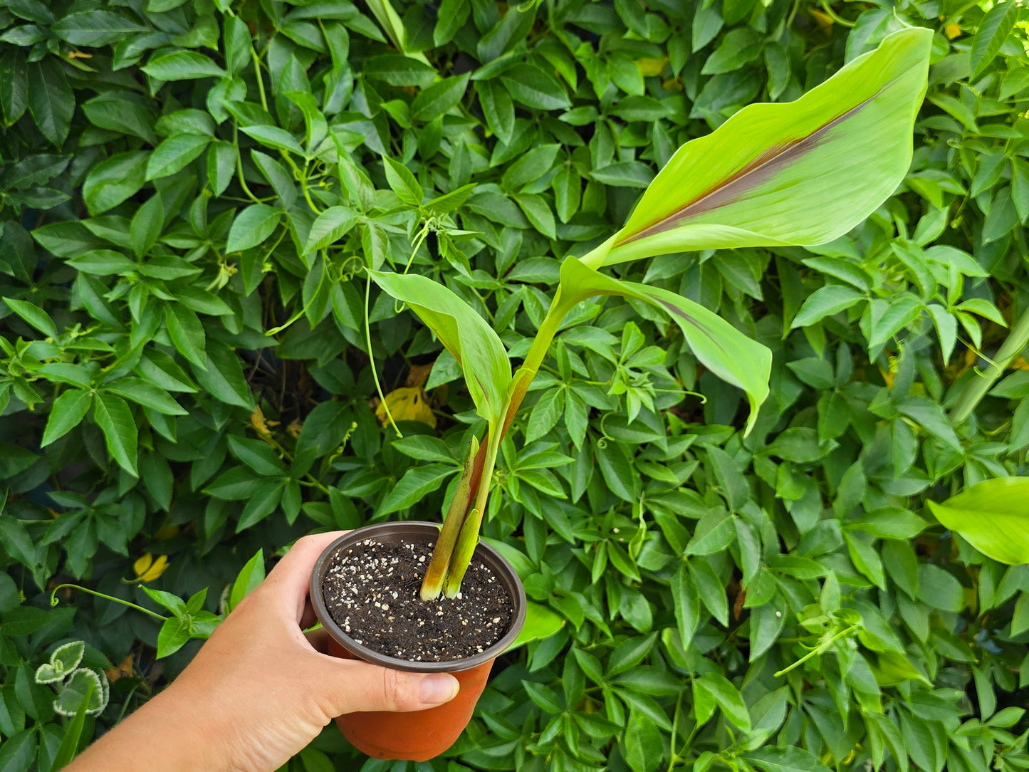 RARE Blue Turmeric - Starter/Sprouted LIVE Plant