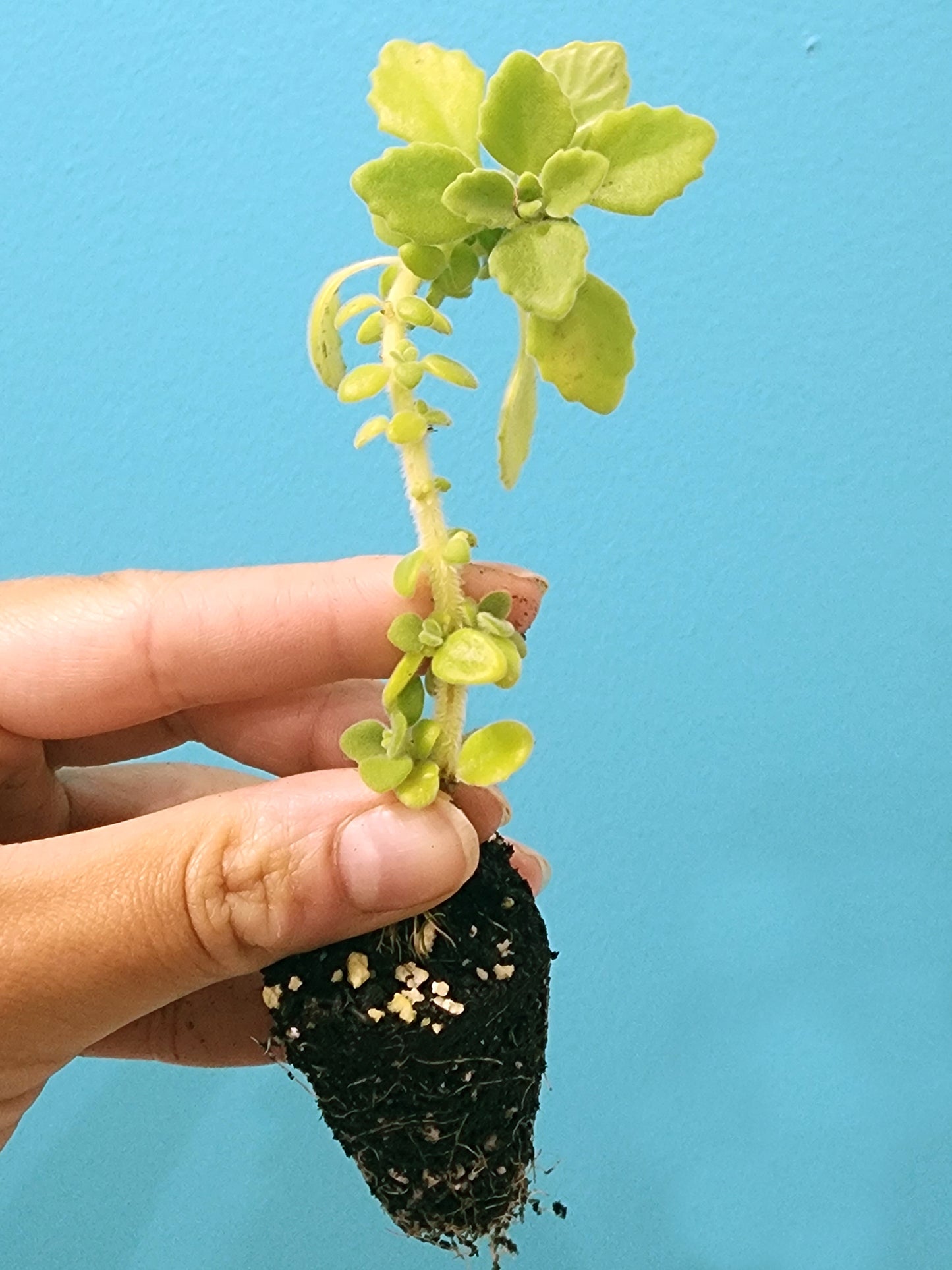 Vick's Plant LIVE Starter Plant