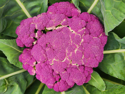 Violetta Italia Purple Cauliflower Seeds