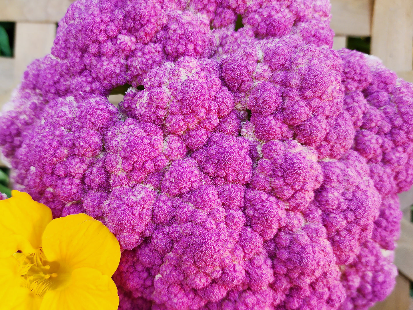 Violetta Italia Purple Cauliflower Seeds