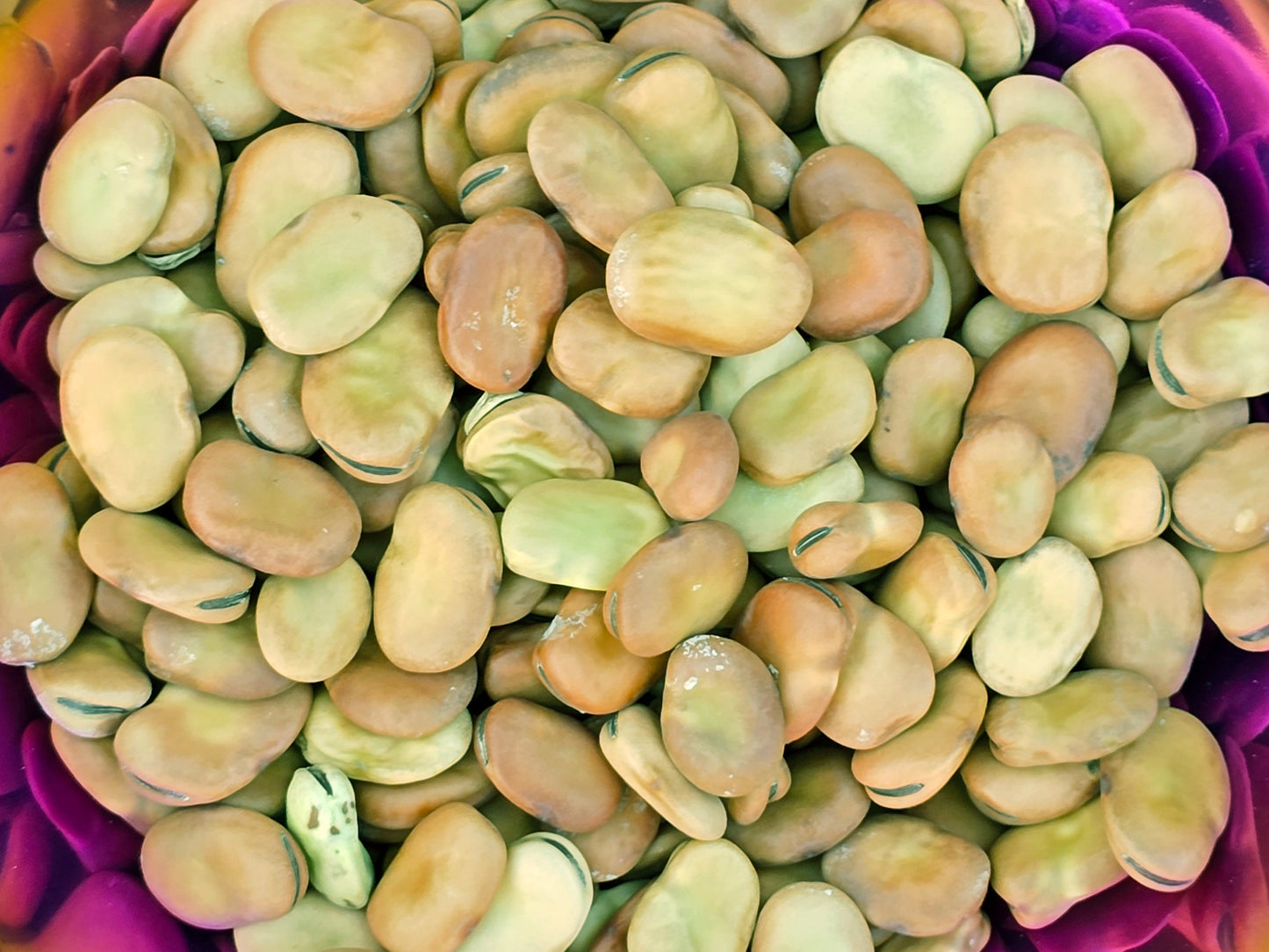 Windsor Fava Bean Heirloom Seeds