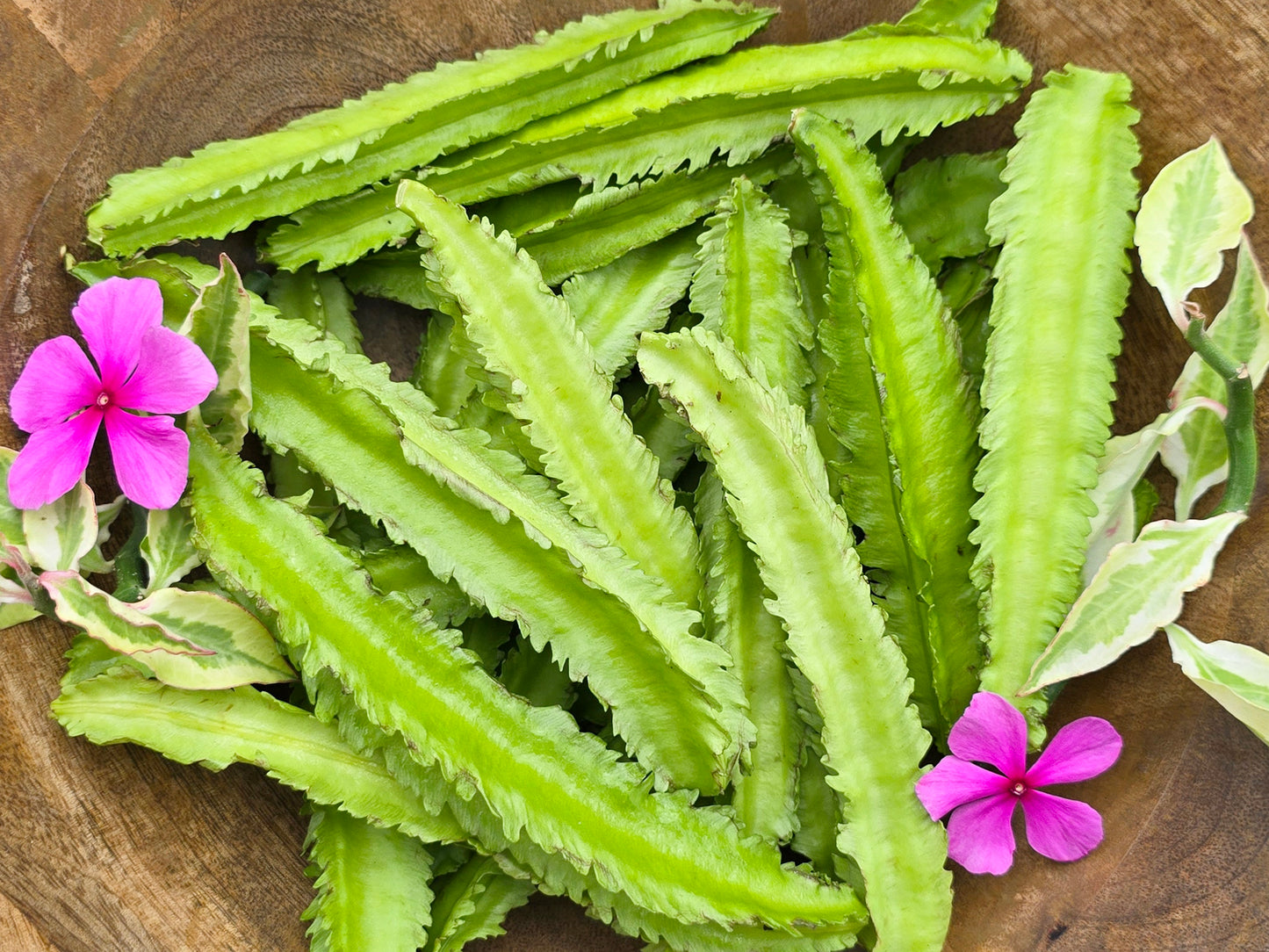 Winged Bean aka Dragon Bean Seeds