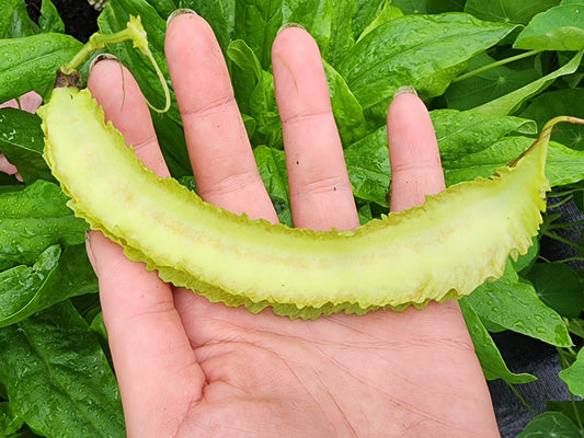 Winged Bean aka Dragon Bean Seeds