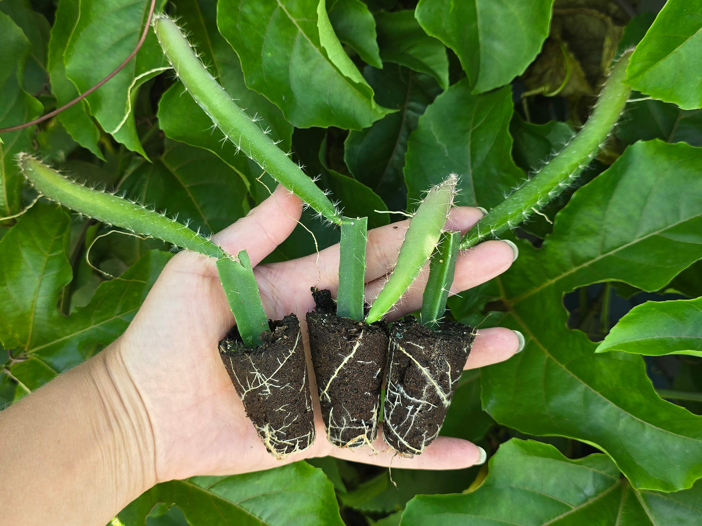 Yellow Dragon Self Fertile Dragon Fruit LIVE PLANT