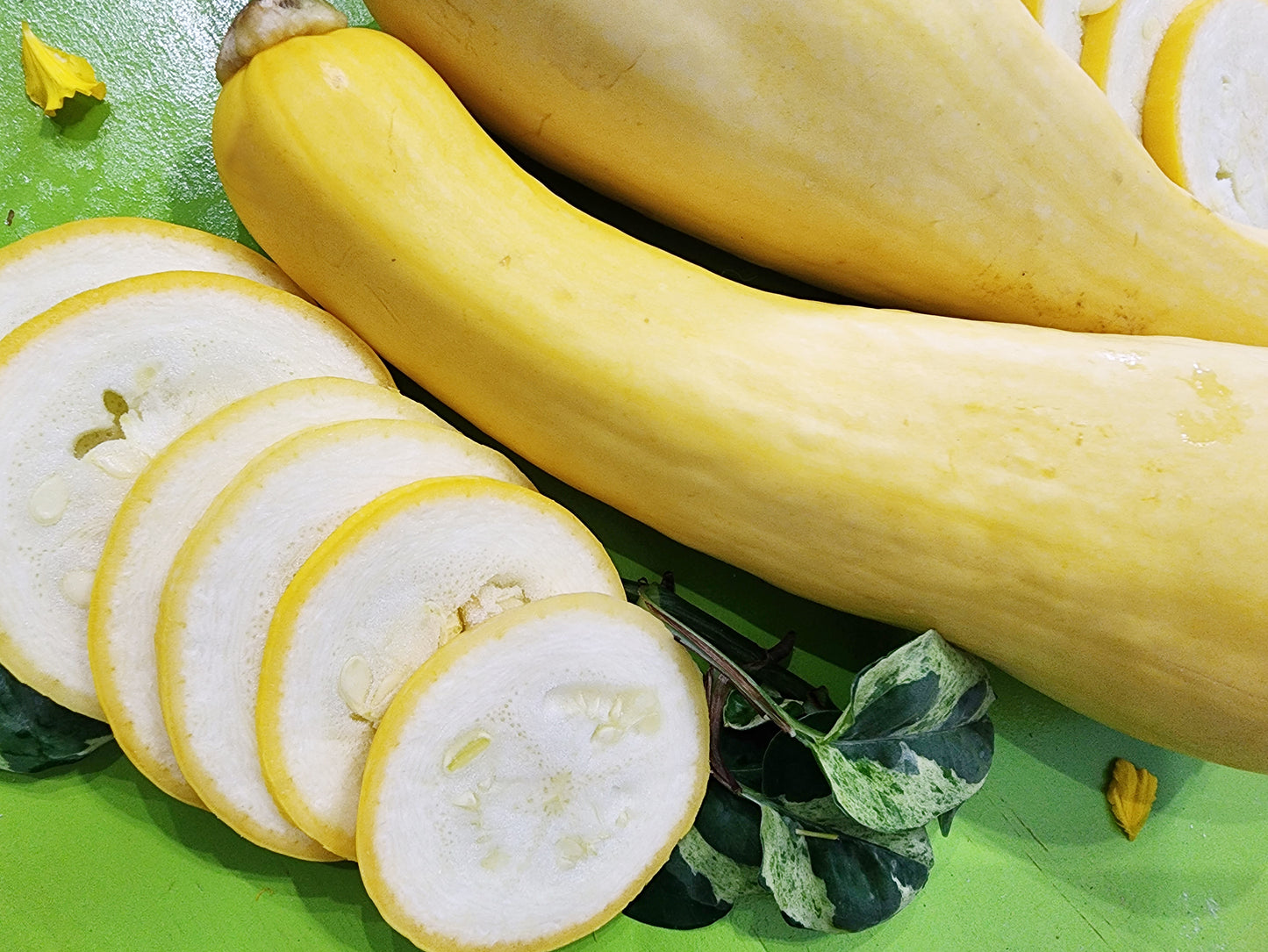 Yellow Crookneck Squash