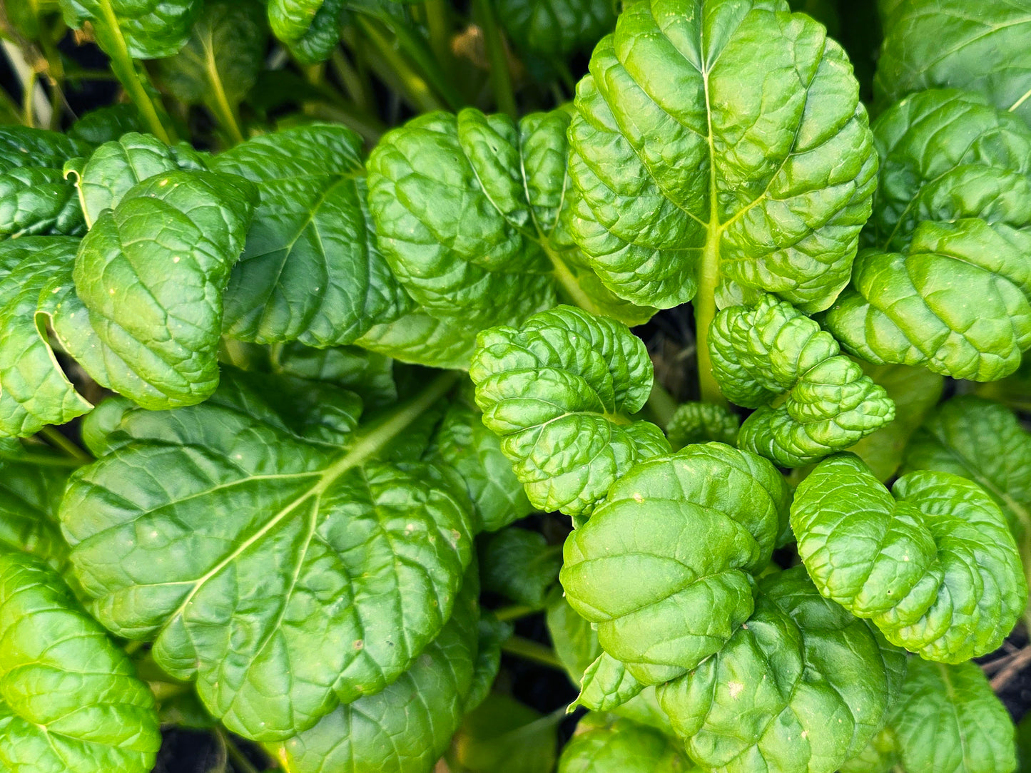 Yukina Savoy Seeds – Flavorful & Hardy Asian Leafy Green