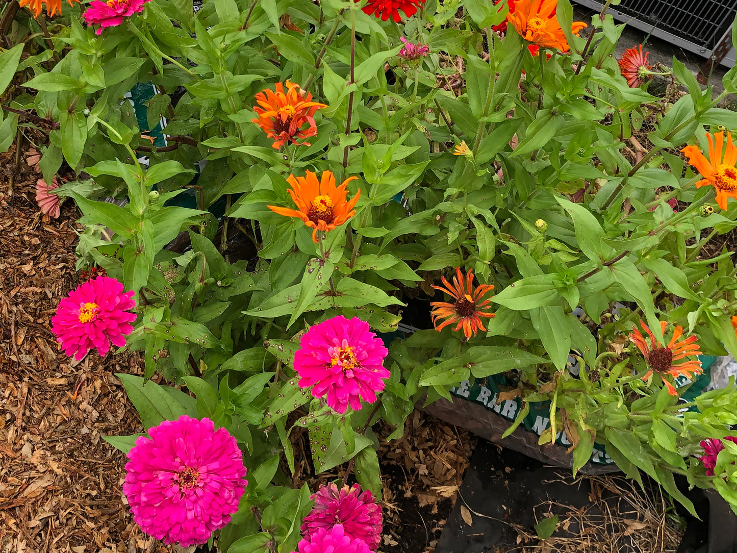 California Giant Zinnia Seeds