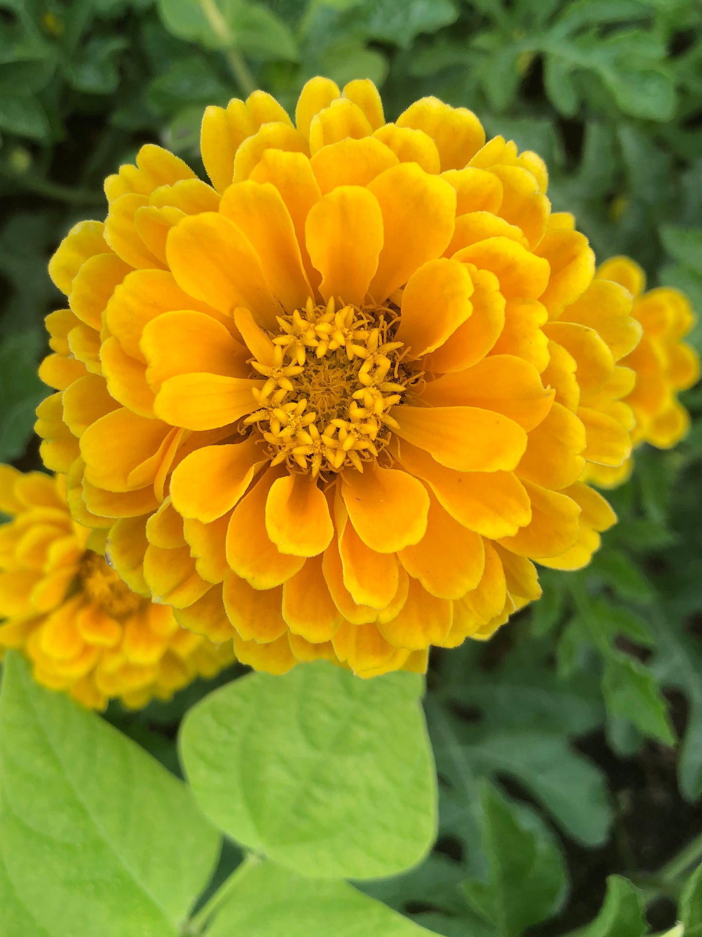 California Giant Zinnia Seeds