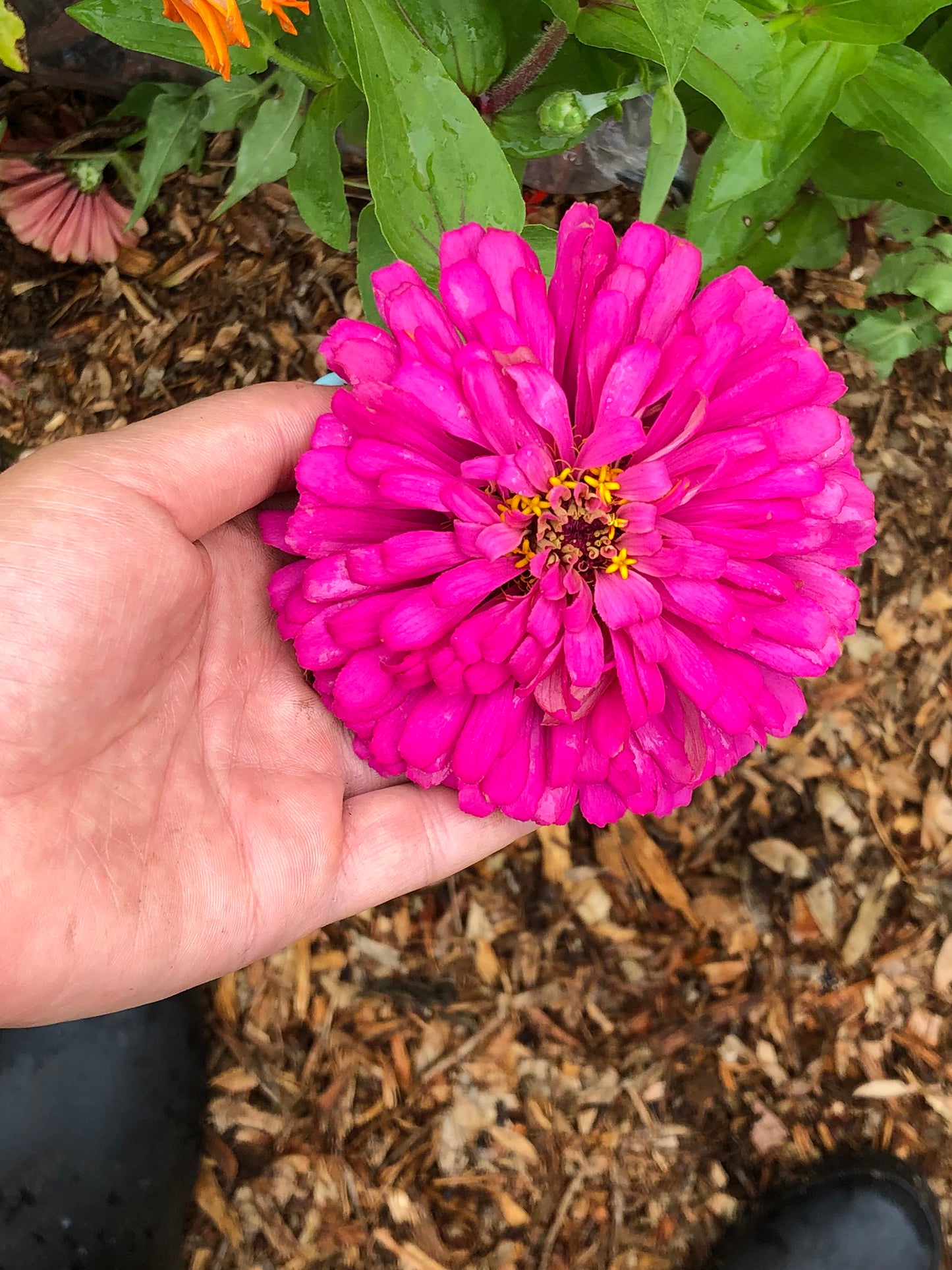 California Giant Zinnia Seeds