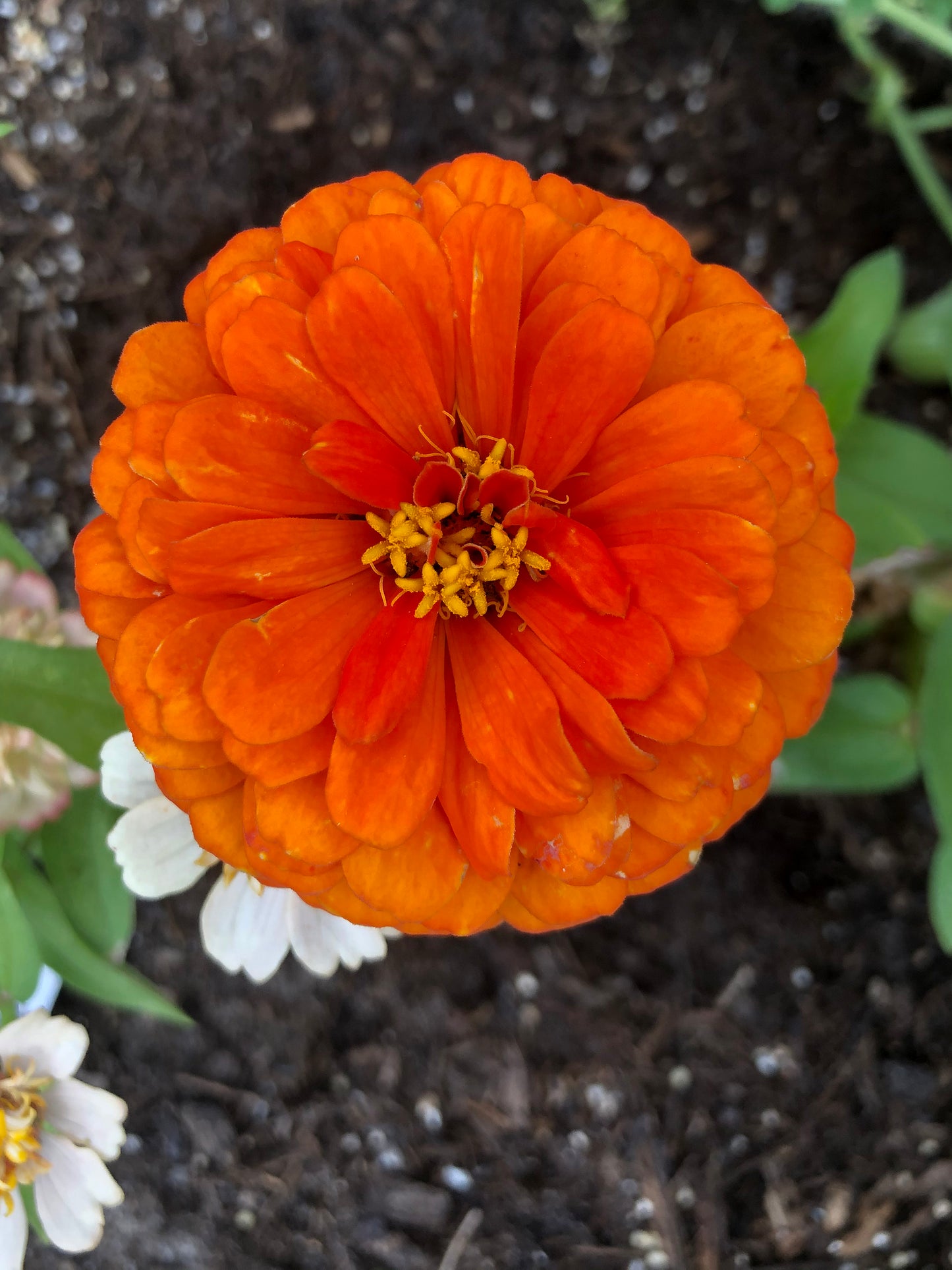 California Giant Zinnia Seeds