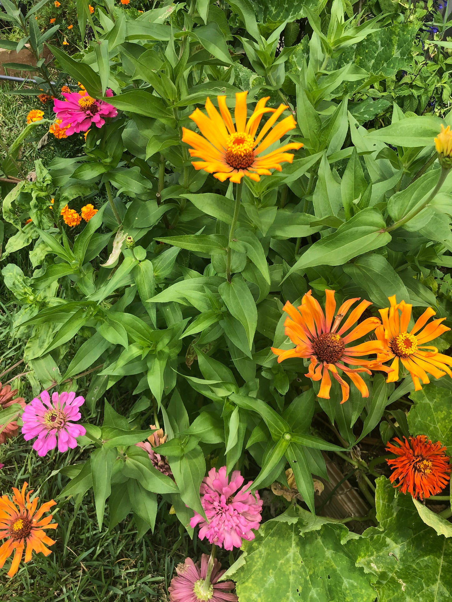 California Giant Zinnia Seeds